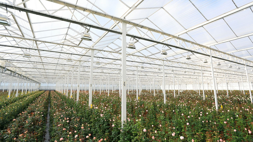 日本國枝玫瑰溫室