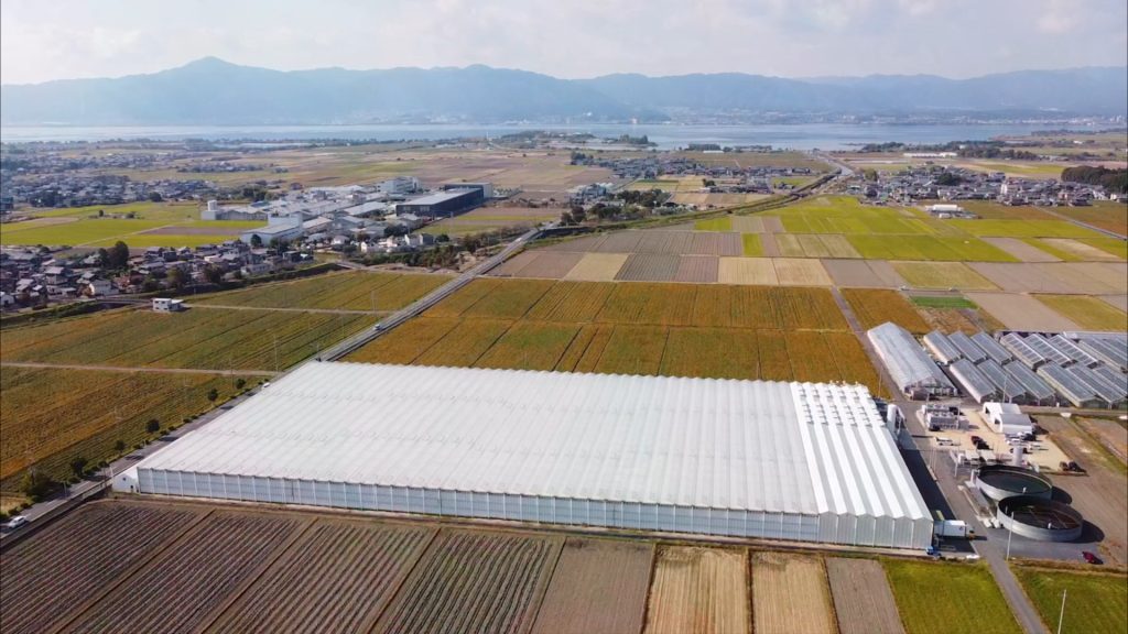 摑枝之日本最大最先進玫瑰溫室