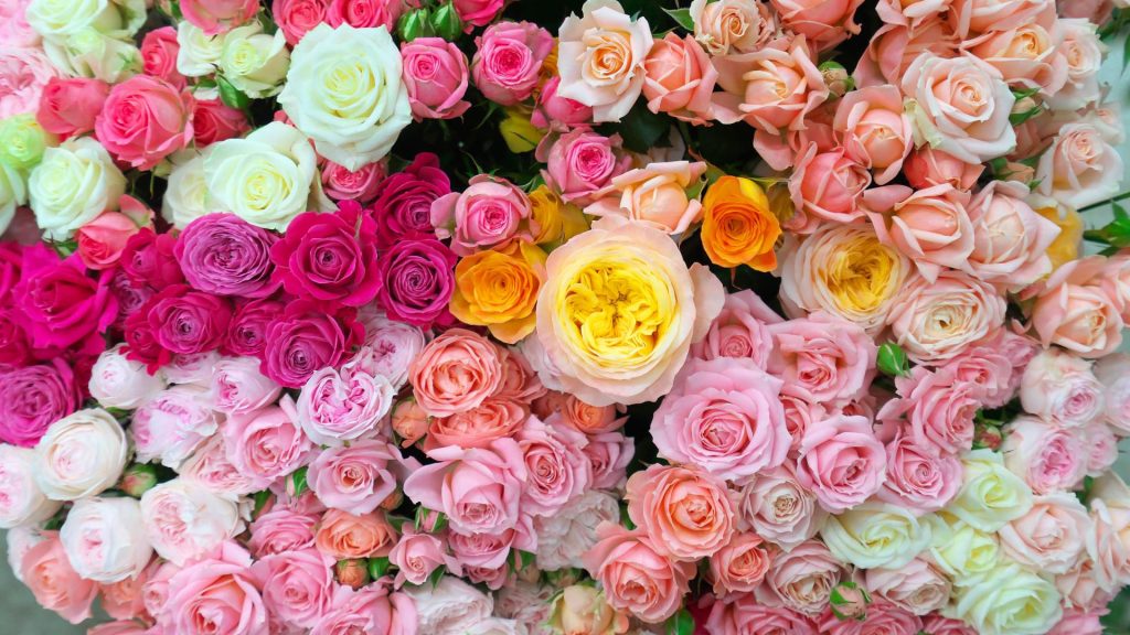 國枝/KUNIEDA之高品質玫瑰