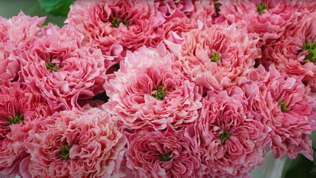 國枝/KUNIEDA獨家限定品種「All 4 Cute+」