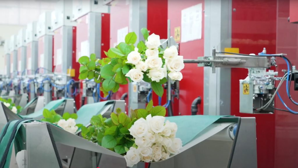 玫瑰自動分級機，國枝為日本國內唯一引進的業者。